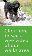 Link to dog walking video